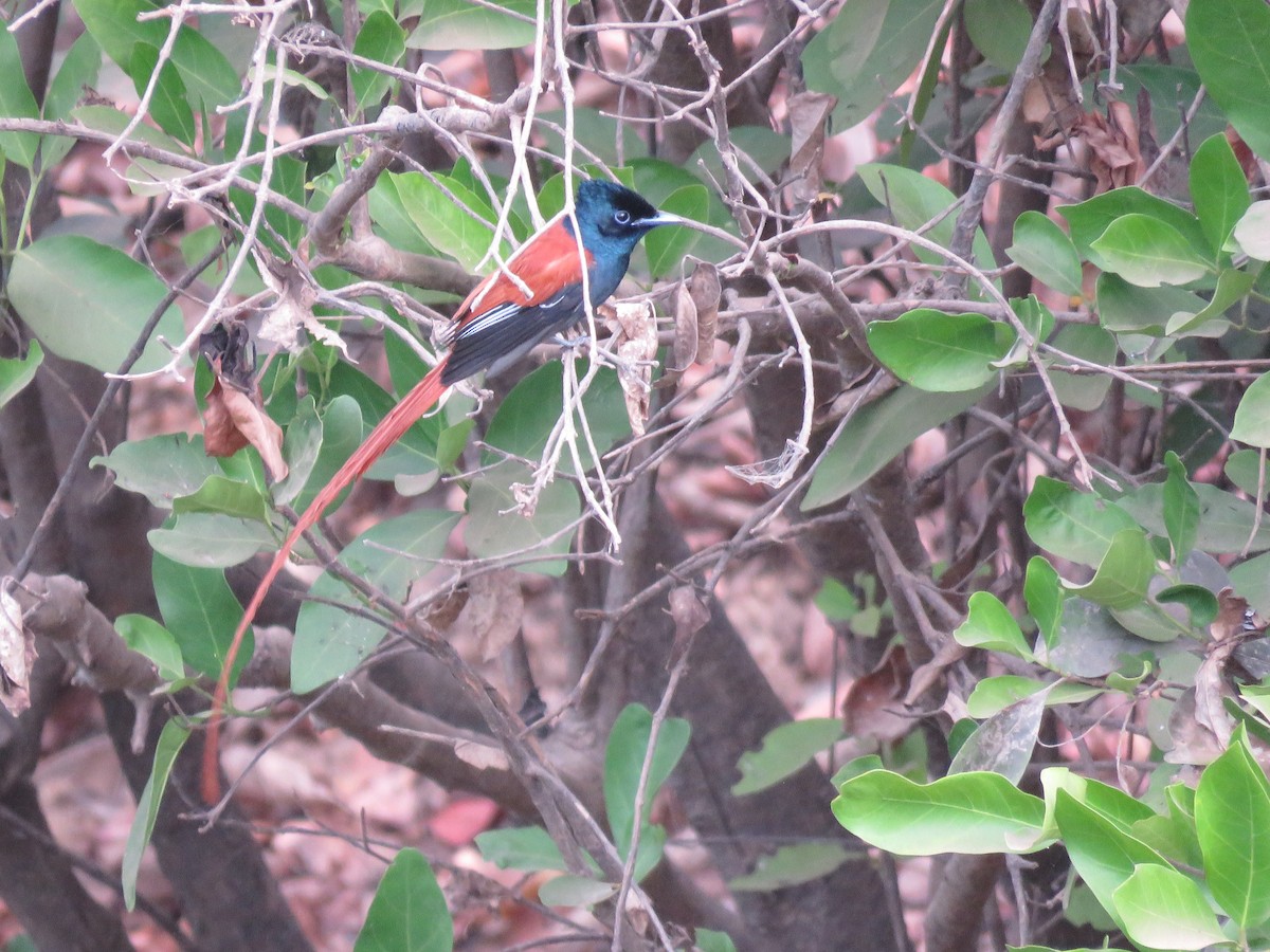 African Paradise-Flycatcher - ML618542781