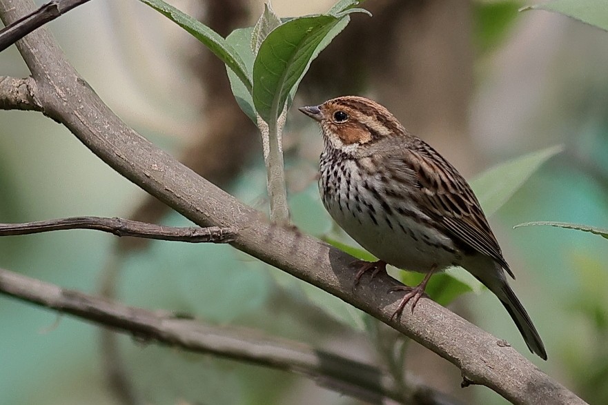 Little Bunting - ML618542783