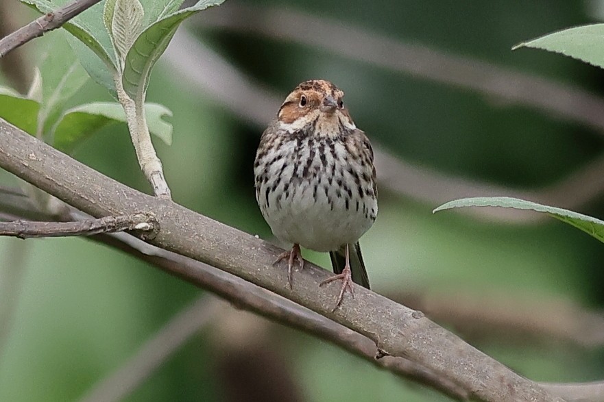 Little Bunting - ML618542784