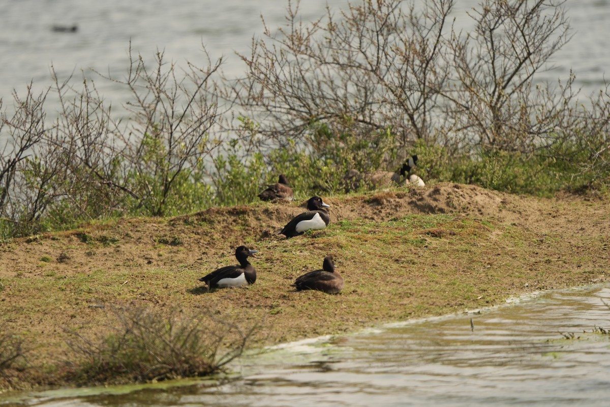 鳳頭潛鴨 - ML618542786