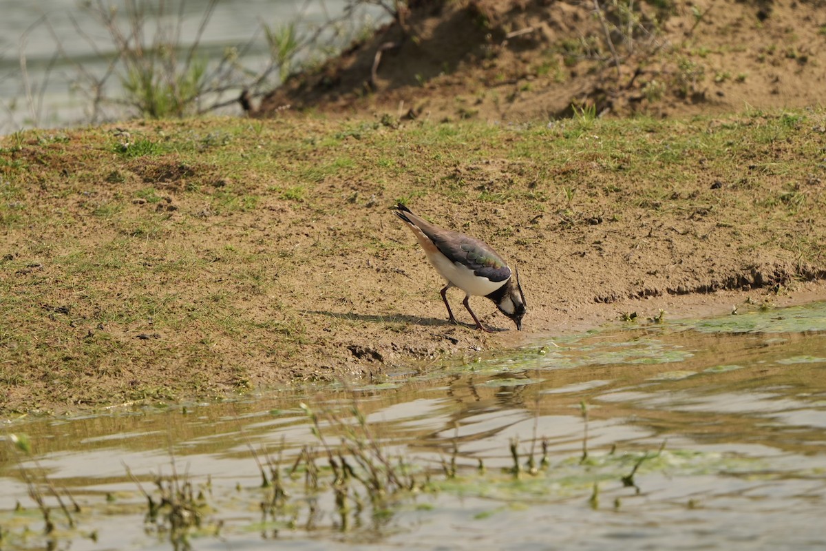 Northern Lapwing - ML618542787