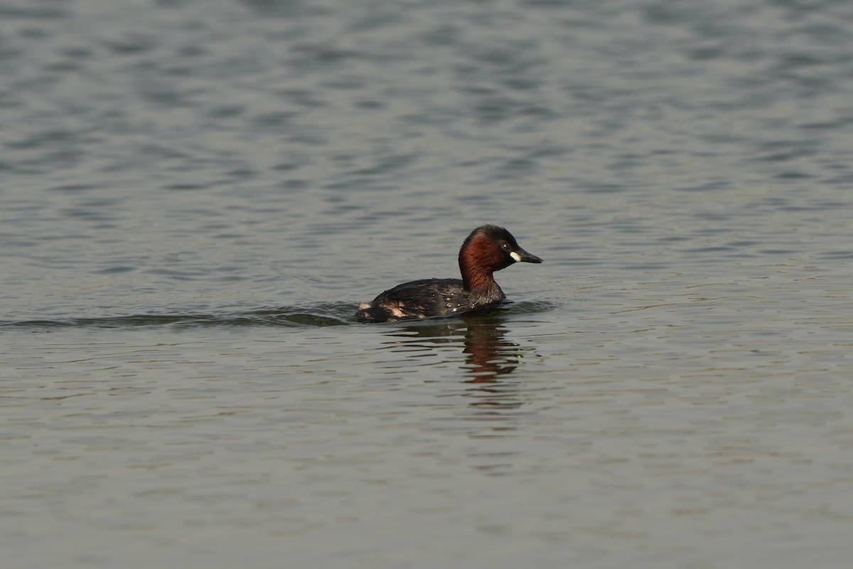 Little Grebe - ML618542789