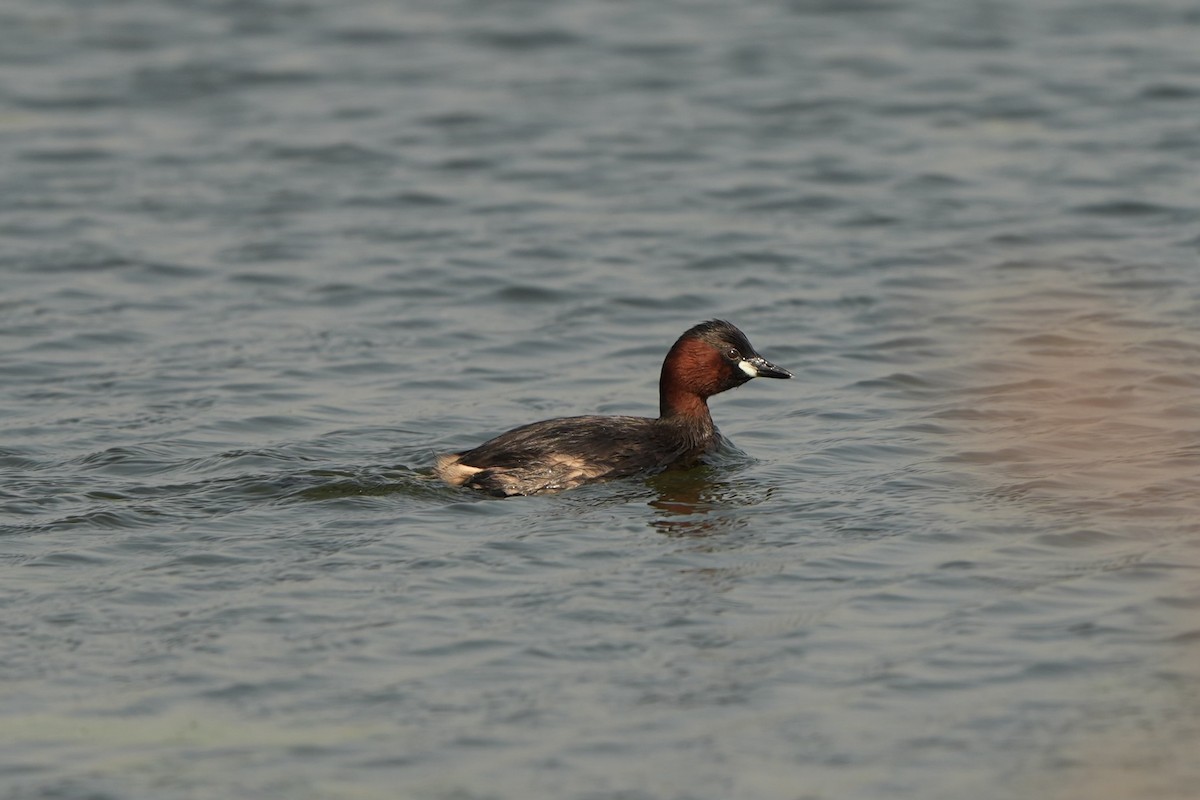 Little Grebe - Willem Van Bergen