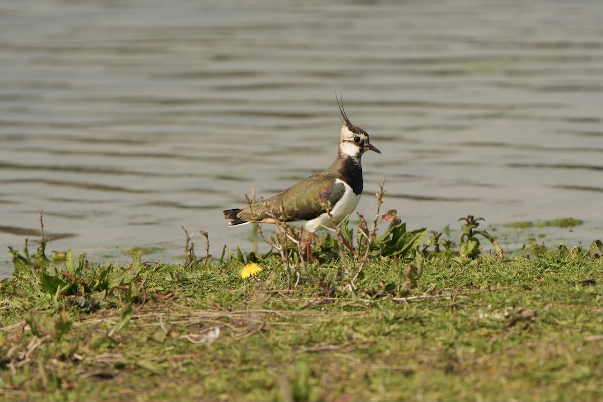 Northern Lapwing - ML618542797