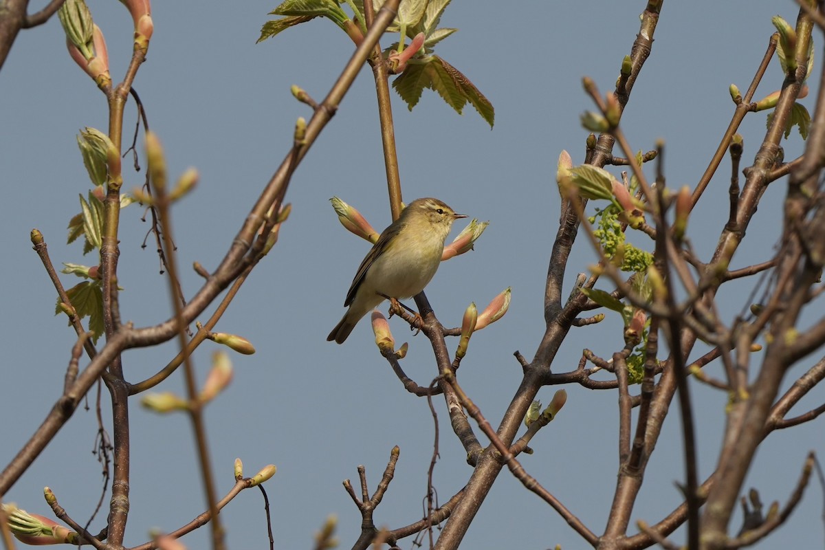 Willow Warbler - ML618542799