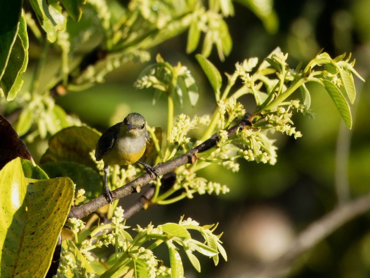 Orange-bellied Flowerpecker - ML618542806