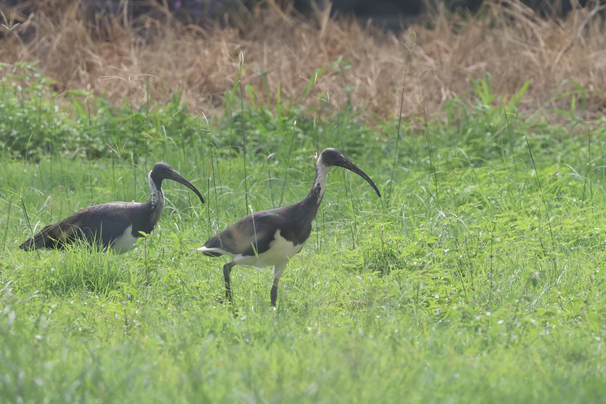 Straw-necked Ibis - Dennis Devers