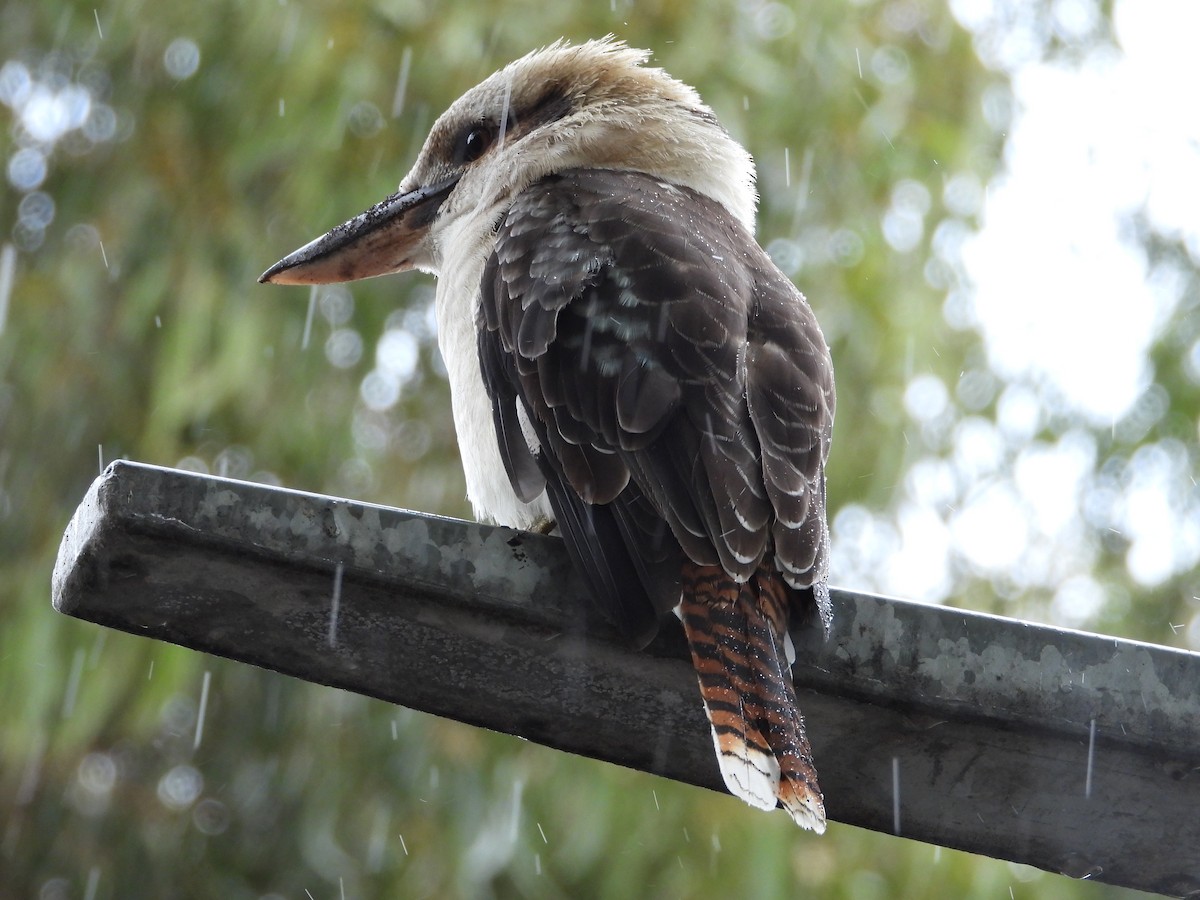 Laughing Kookaburra - troy and karyn zanker