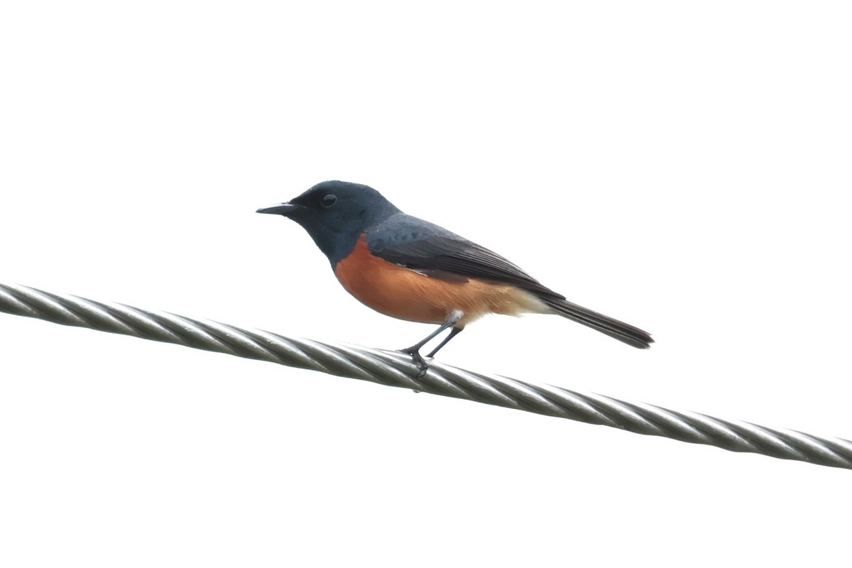 Vanikoro Flycatcher - ML618542830