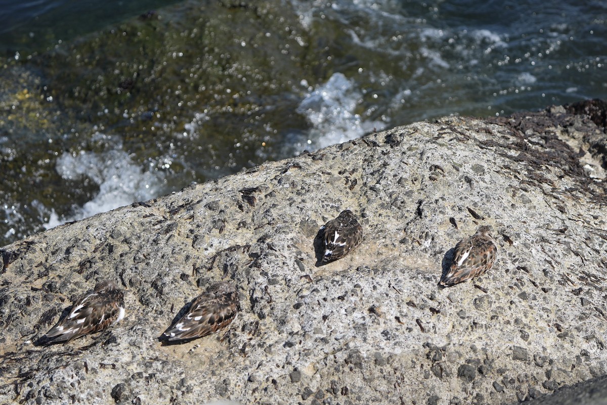 Ruddy Turnstone - Anonymous