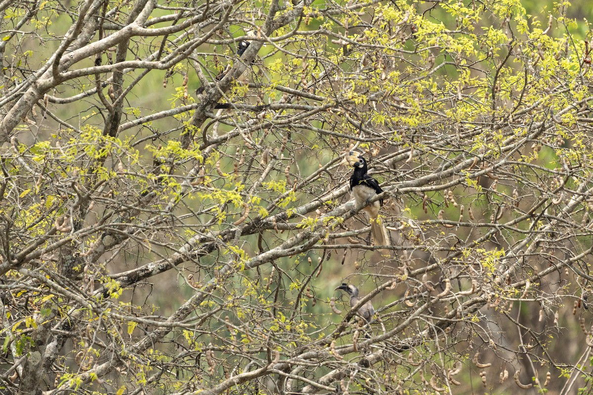Indian Gray Hornbill - Rama Aadhithan