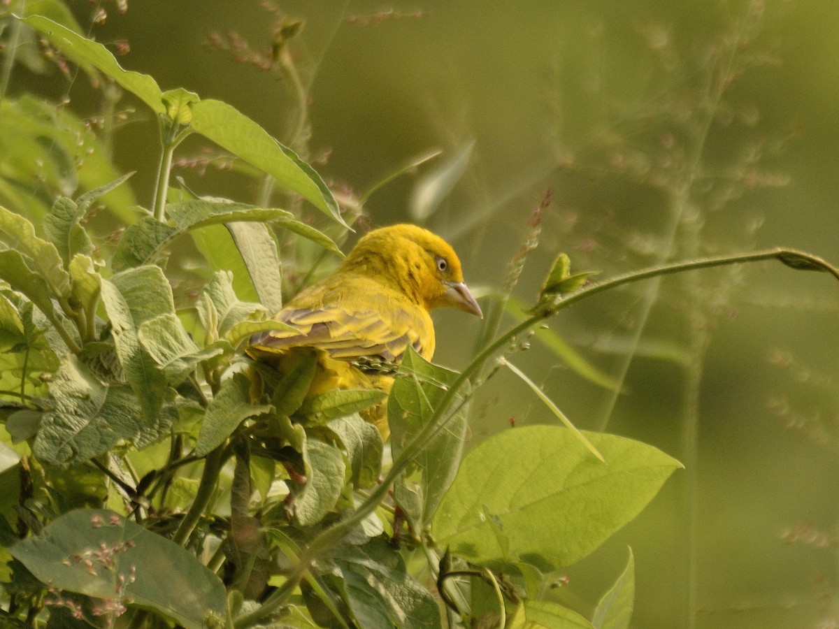 Holub's Golden-Weaver - ML618542851