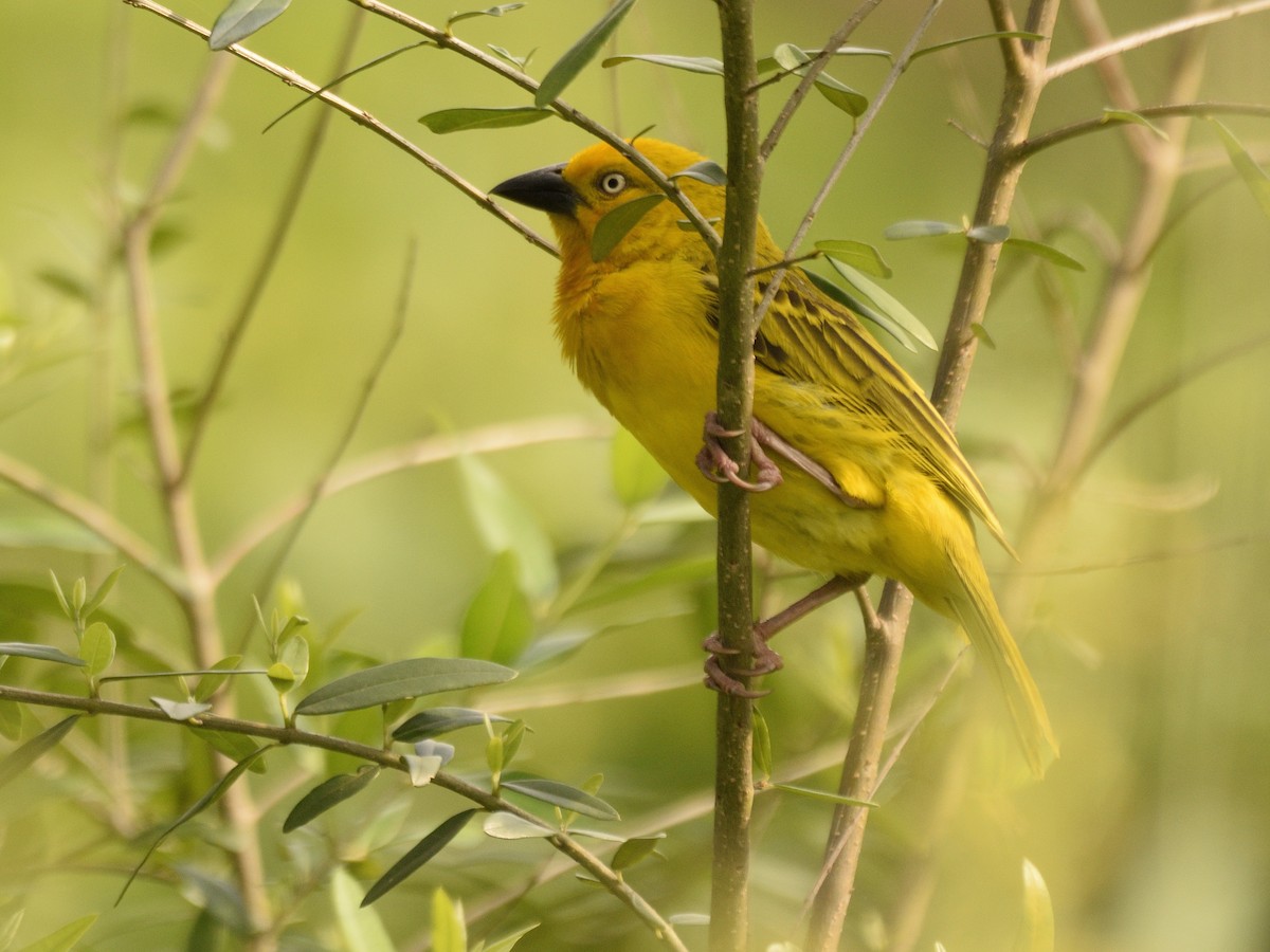 Holub's Golden-Weaver - ML618542852