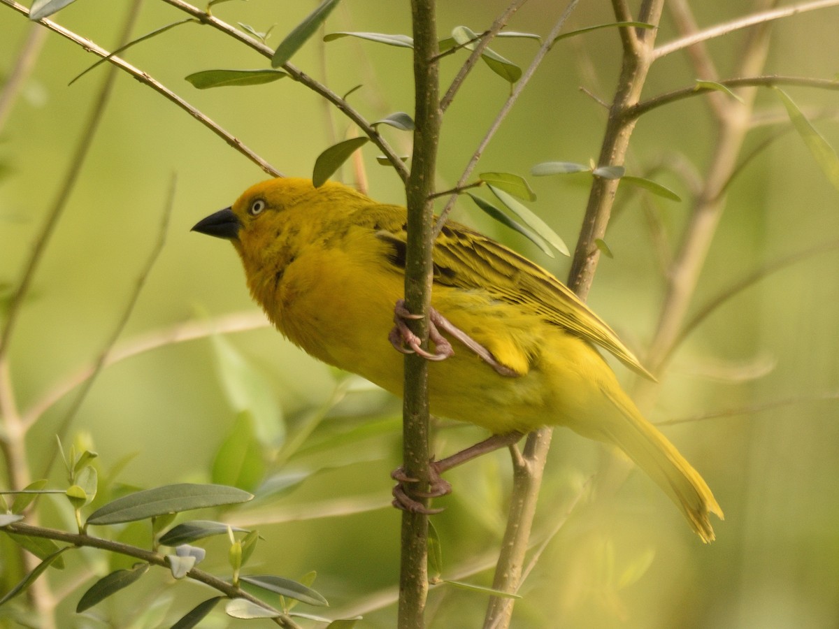 Holub's Golden-Weaver - ML618542853