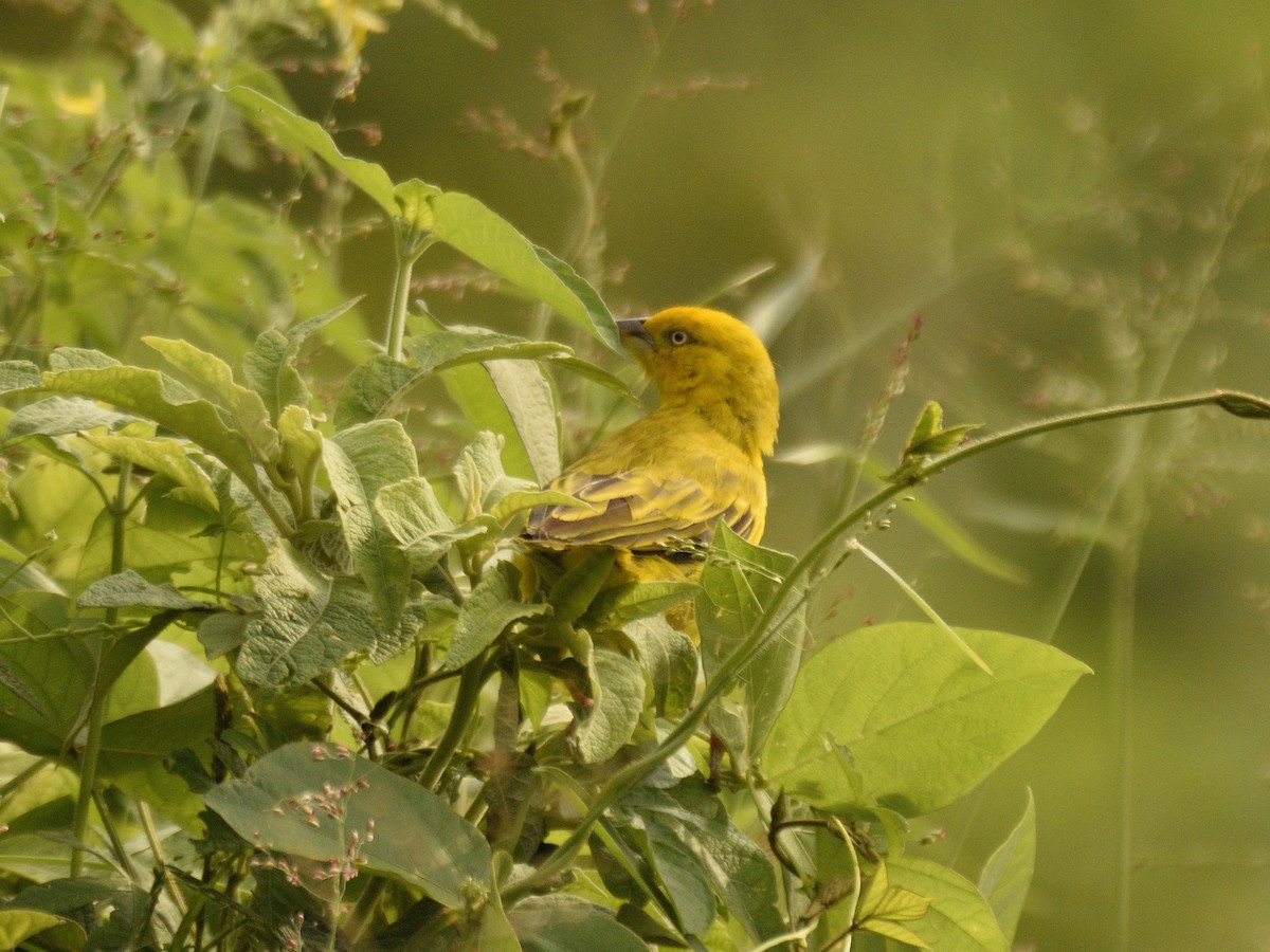 Holub's Golden-Weaver - ML618542854