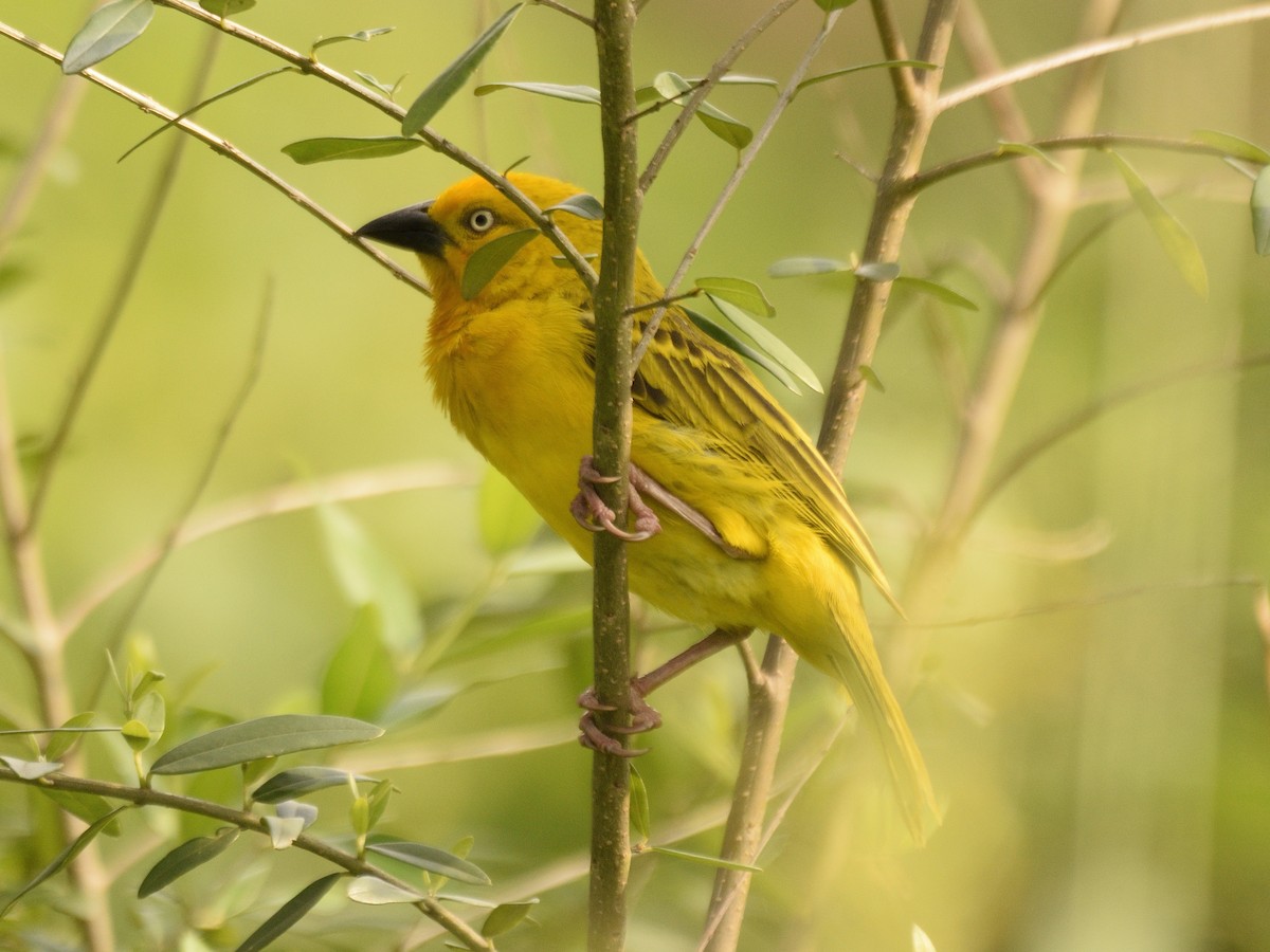 Holub's Golden-Weaver - ML618542855