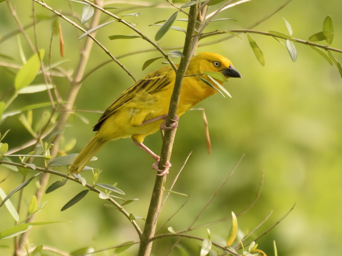 Holub's Golden-Weaver - ML618542856