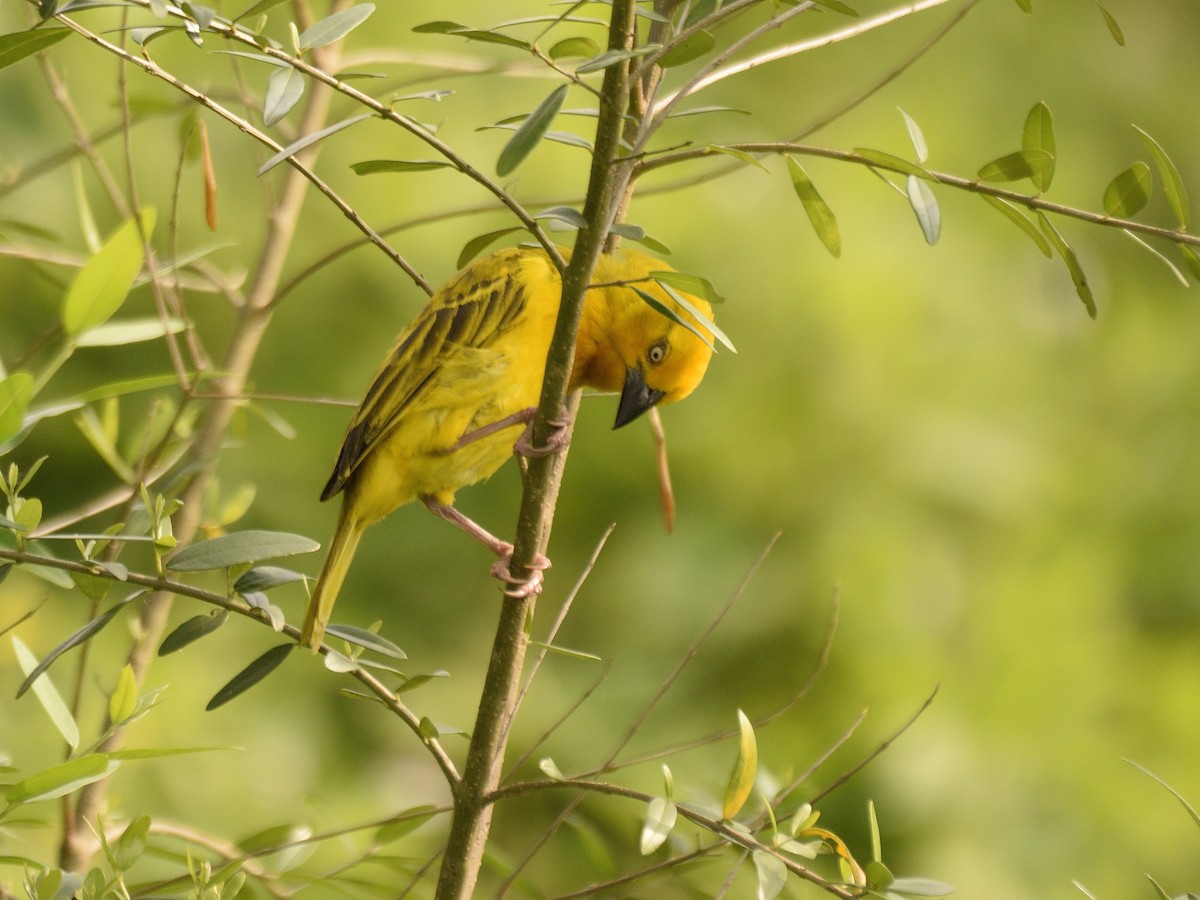 Holub's Golden-Weaver - ML618542857
