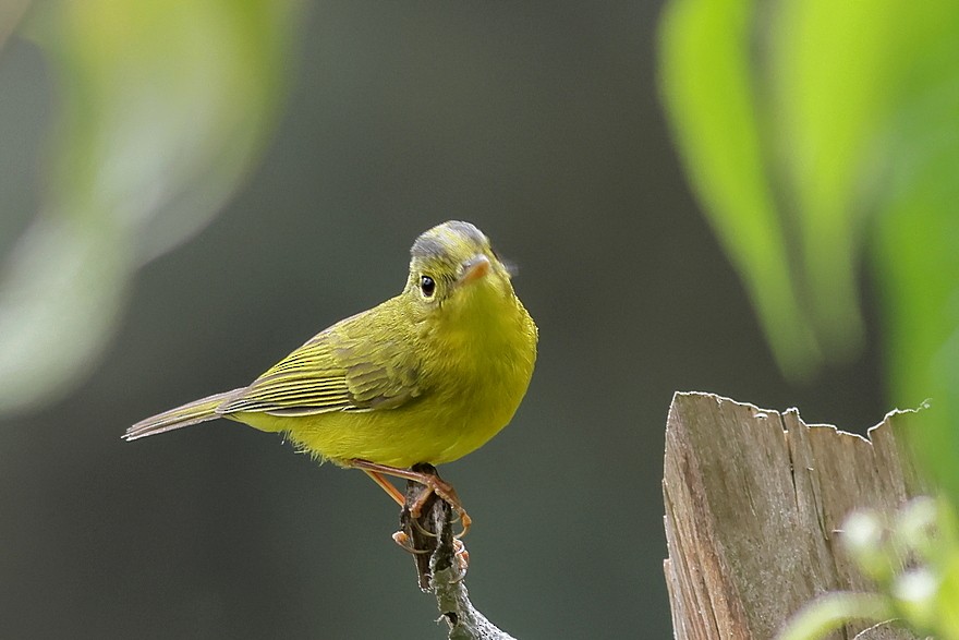 Green-crowned Warbler - ML618542859