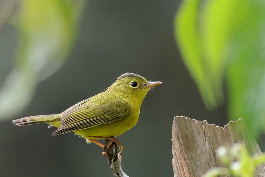 Green-crowned Warbler - ML618542860