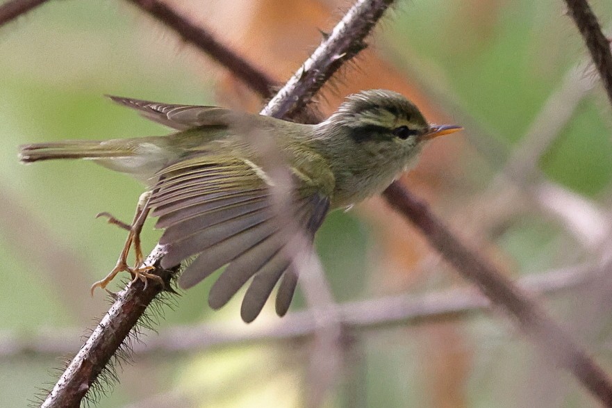 Blyth's Leaf Warbler - ML618542872