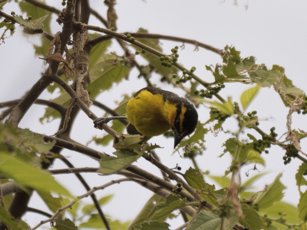 Black-necked Weaver - ML618542892