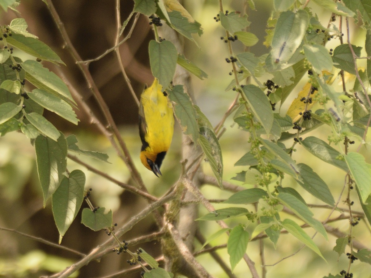 Black-necked Weaver - ML618542894