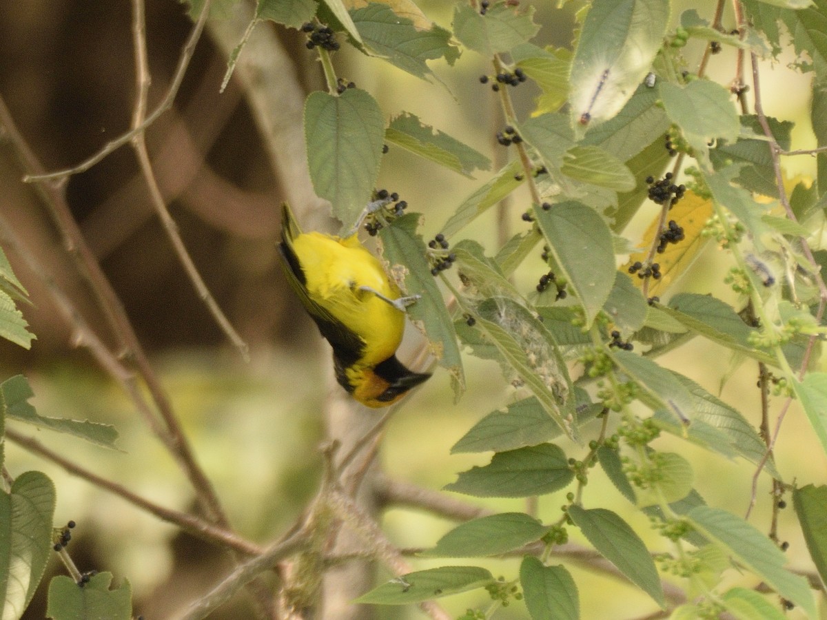 Black-necked Weaver - ML618542895
