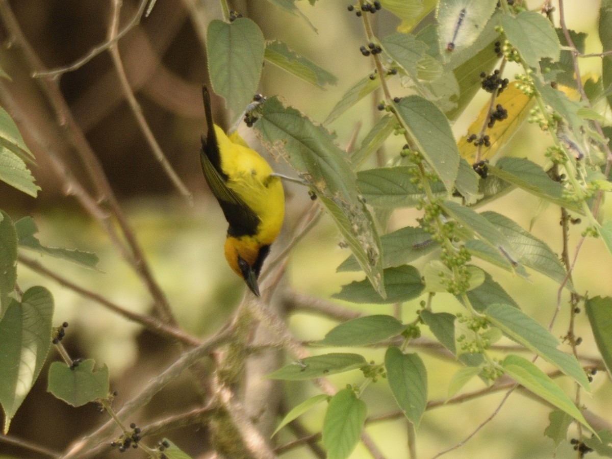 Black-necked Weaver - ML618542896