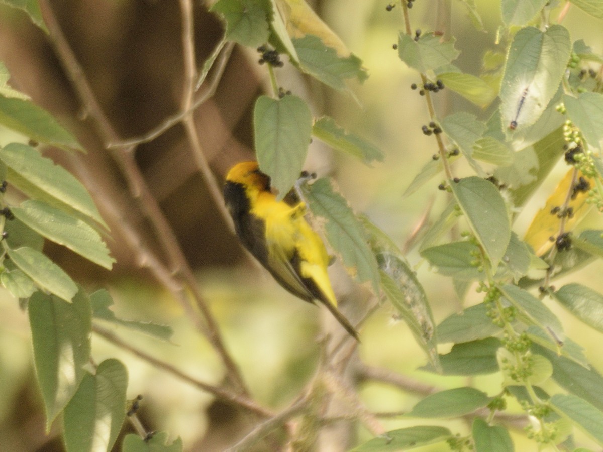 Black-necked Weaver - ML618542897