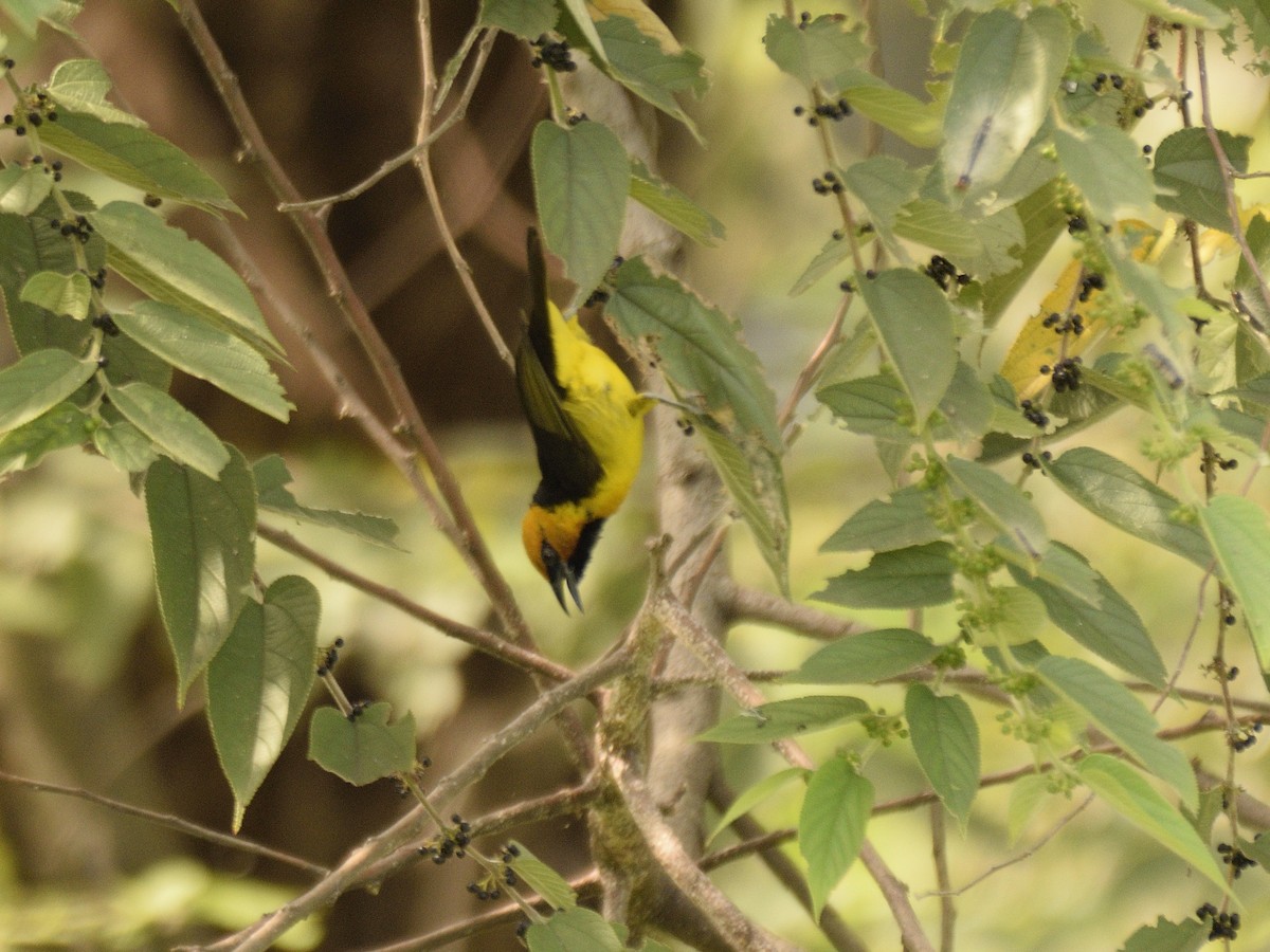 Black-necked Weaver - ML618542898