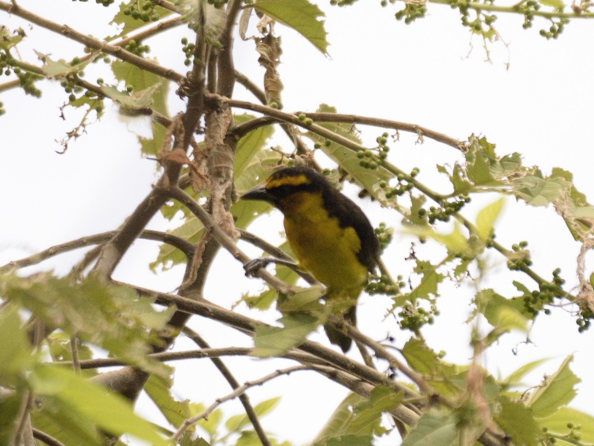 Ткачик короткокрилий - ML618542899