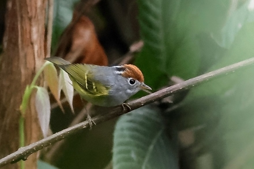 Chestnut-crowned Warbler - ML618542906