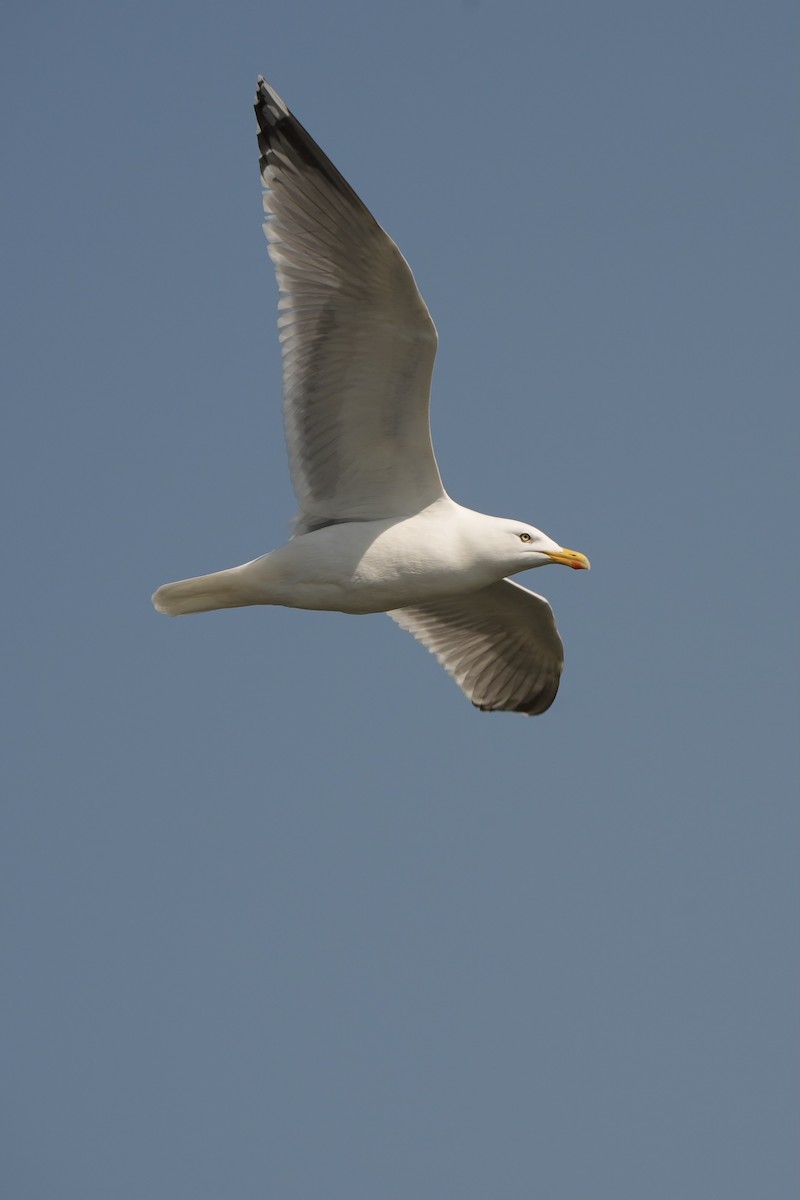 Herring Gull - Anonymous