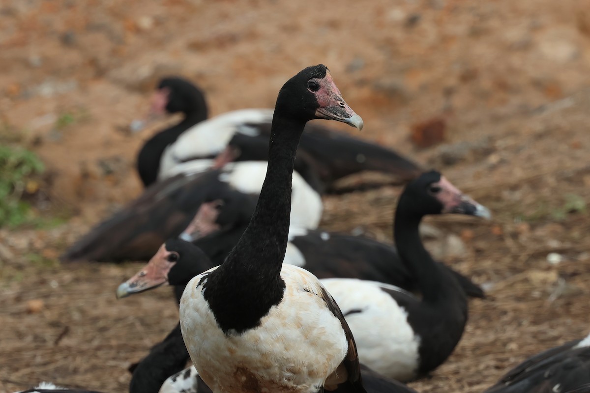 Magpie Goose - Dennis Devers