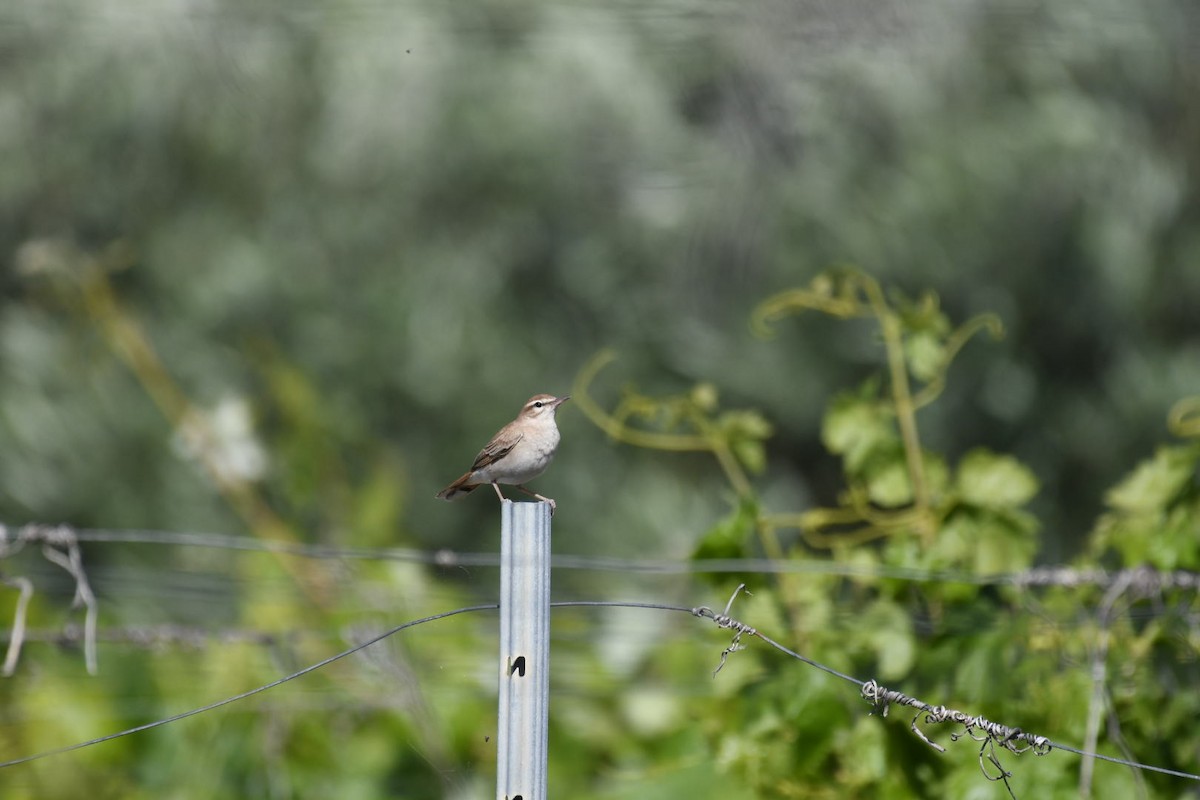 Rufous-tailed Scrub-Robin (Rufous-tailed) - ML618543045