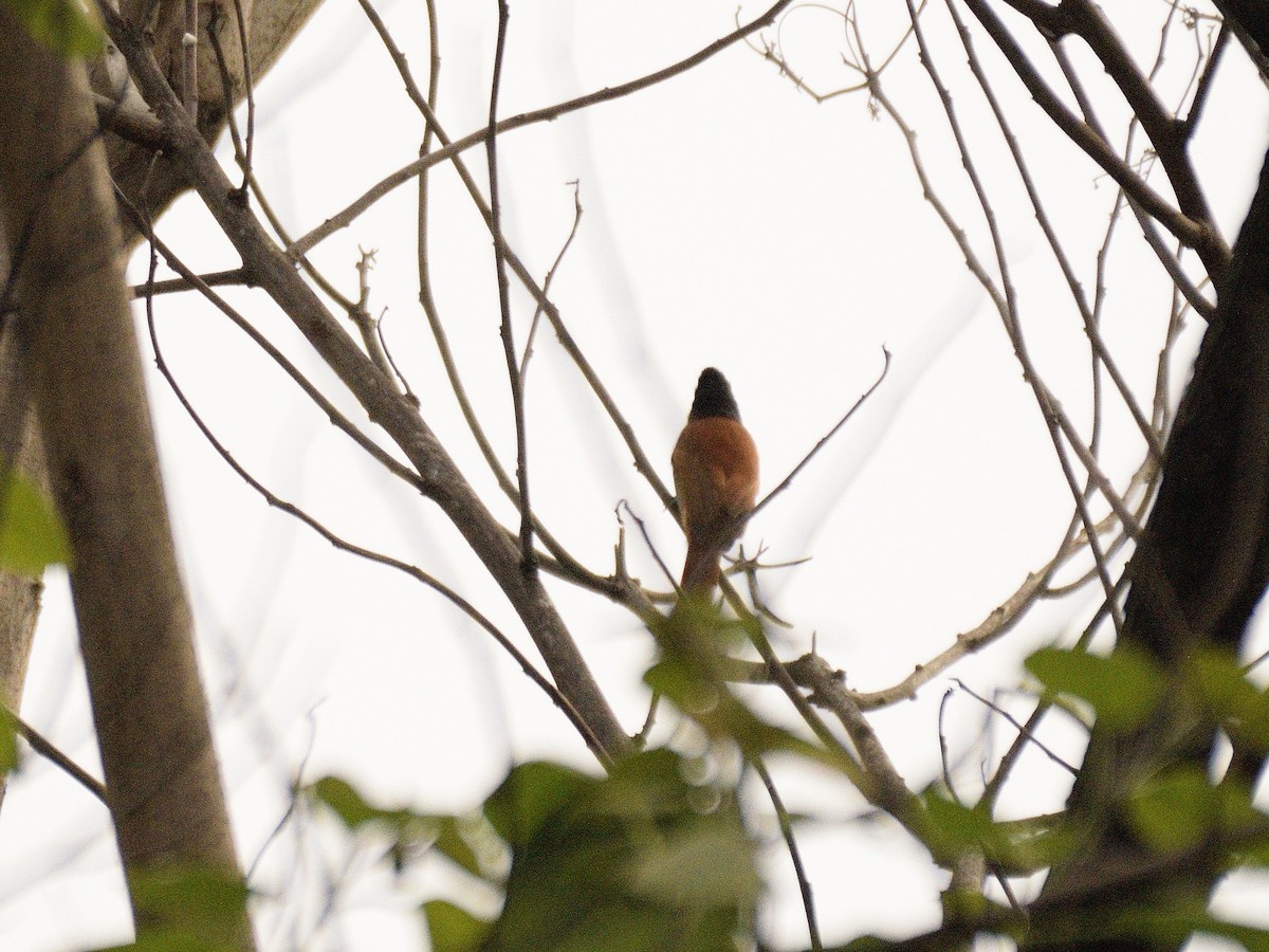 African Paradise-Flycatcher - ML618543049