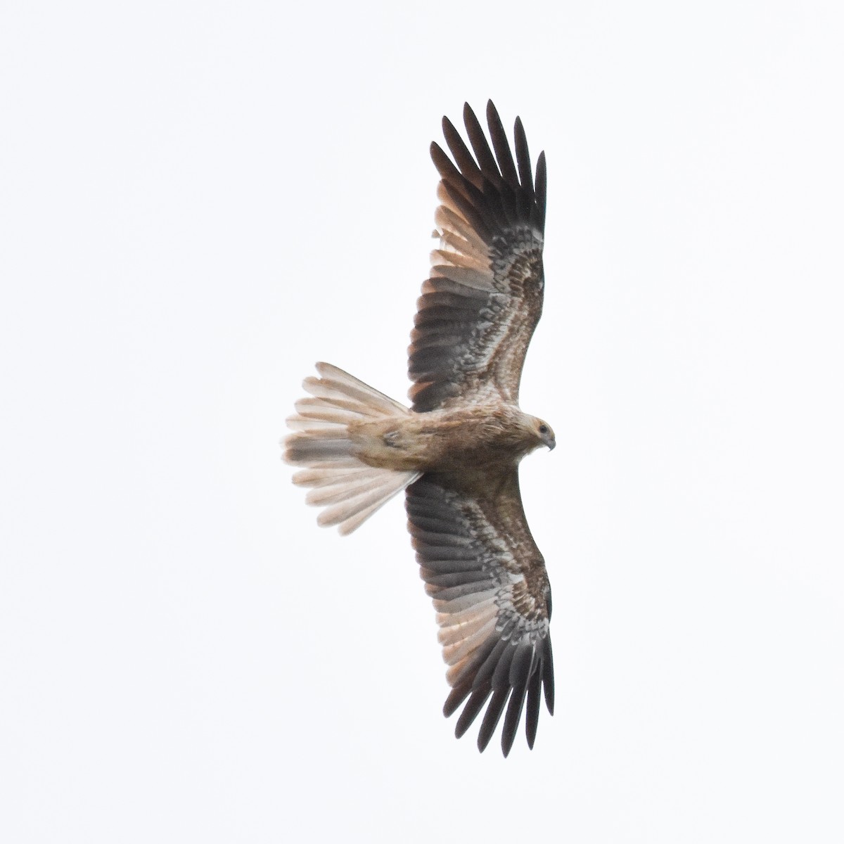 Whistling Kite - ML618543063