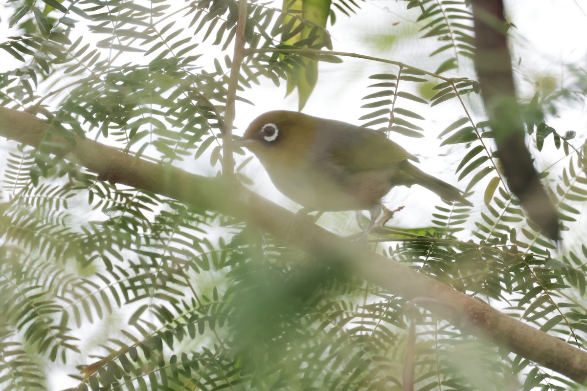 Silvereye - ML618543092