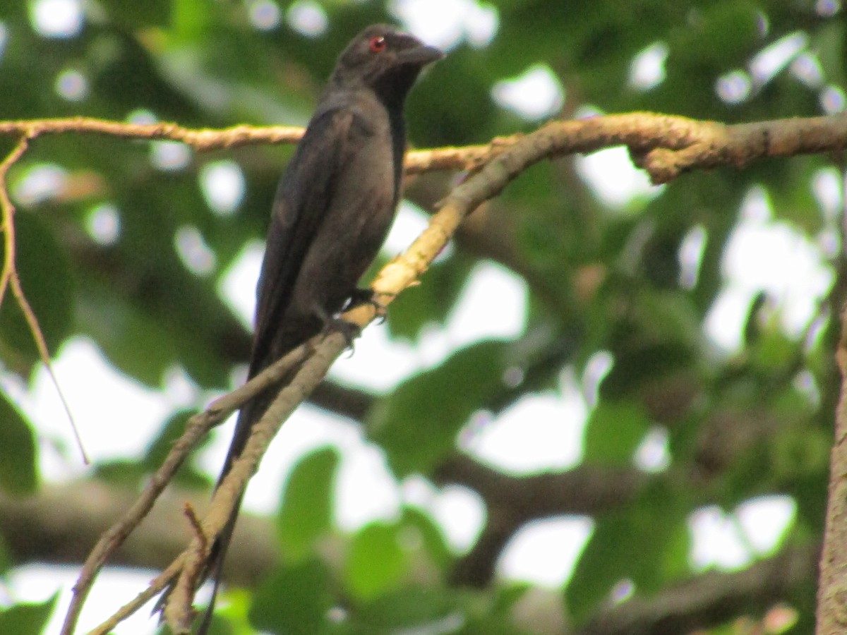 Drongo Cenizo - ML618543112