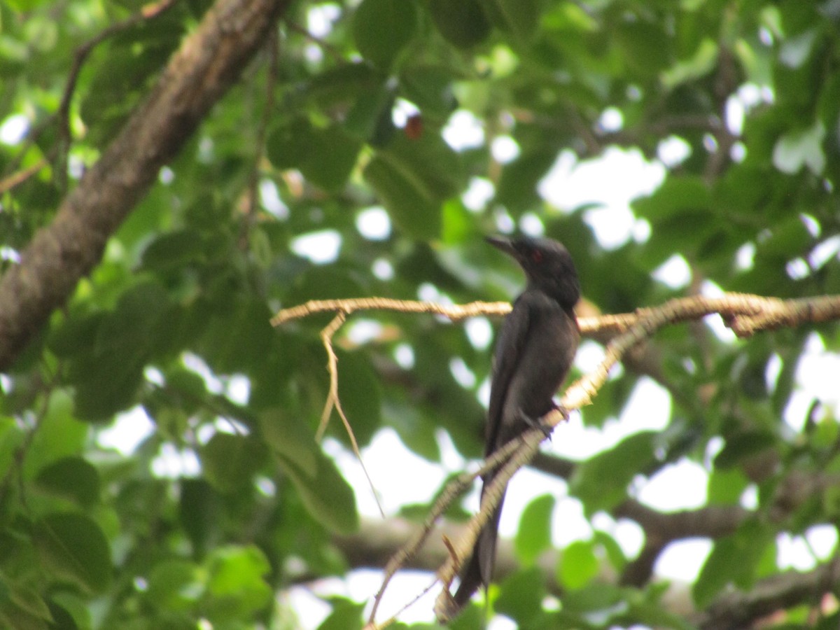 Ashy Drongo - ML618543118