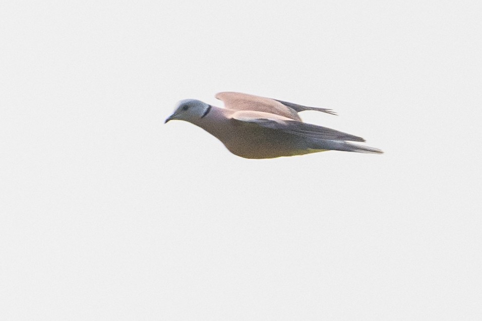 Red Collared-Dove - Ahmad Najam Saquib