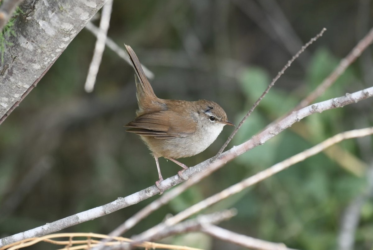 Cetti's Warbler - Andy Liu