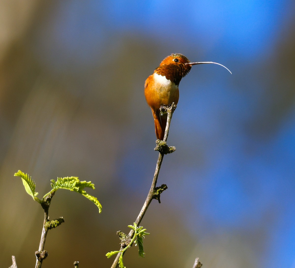 Rufous/Allen's Hummingbird - ML618543145