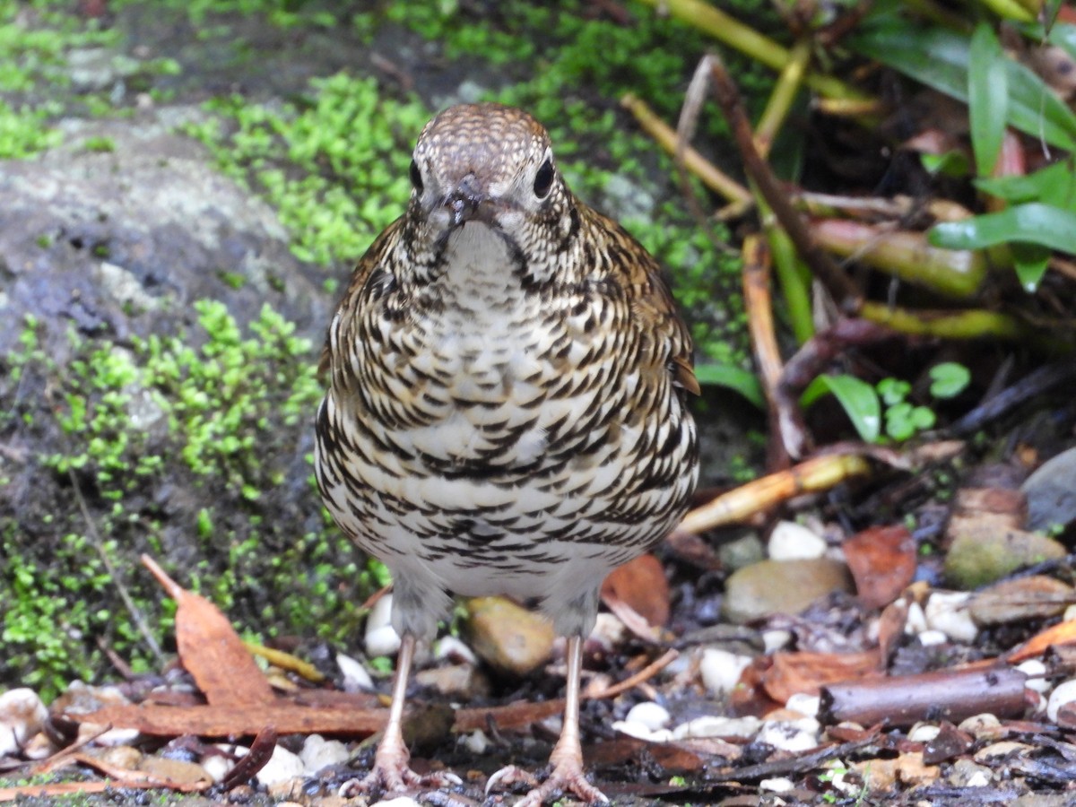 Bassian Thrush - troy and karyn zanker