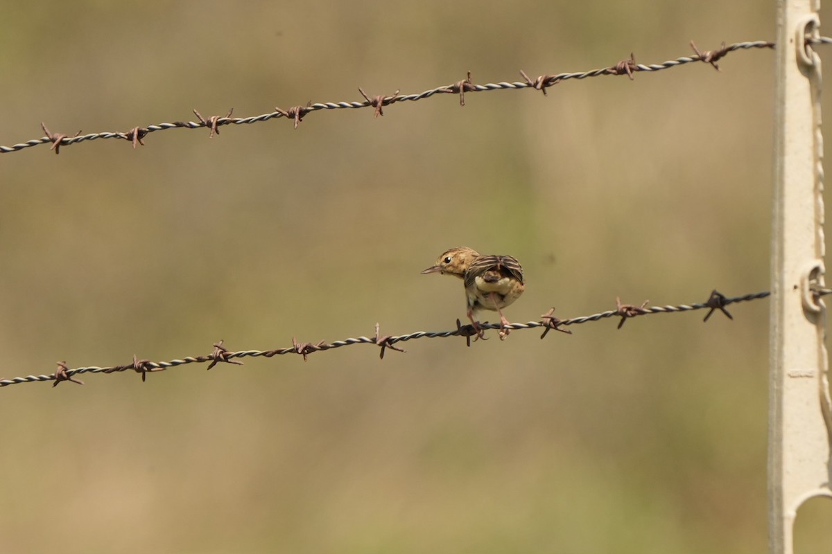 Tree Pipit - Anonymous