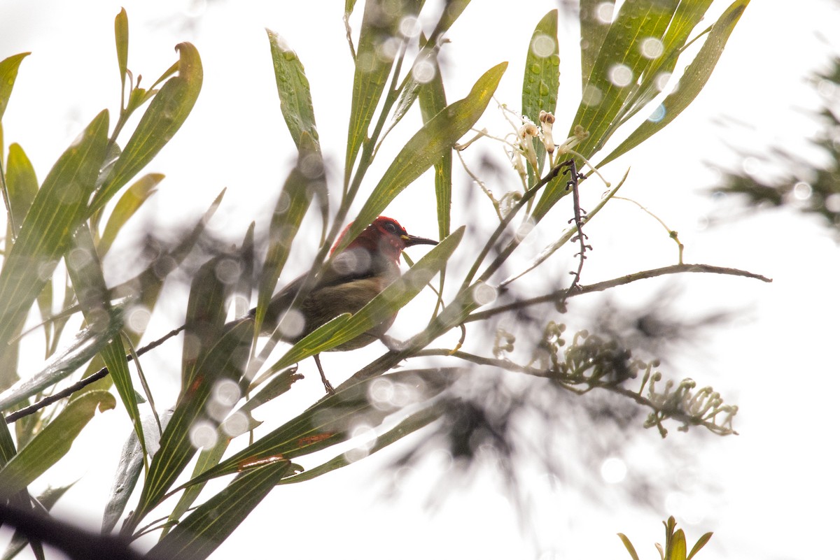 New Caledonian Myzomela - Chris Rehberg  | Sydney Birding