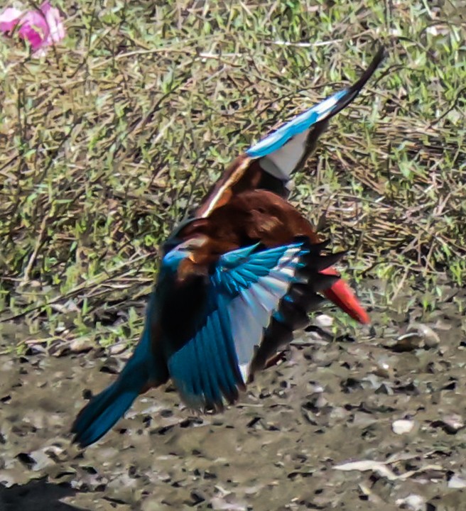 White-throated Kingfisher - Sanjay Gupta