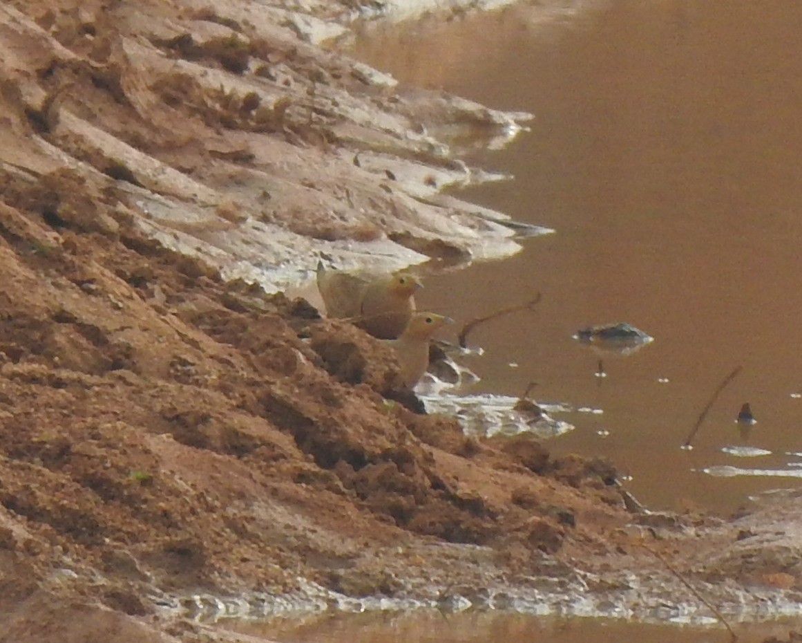 Chestnut-bellied Sandgrouse - Angeline Mano M