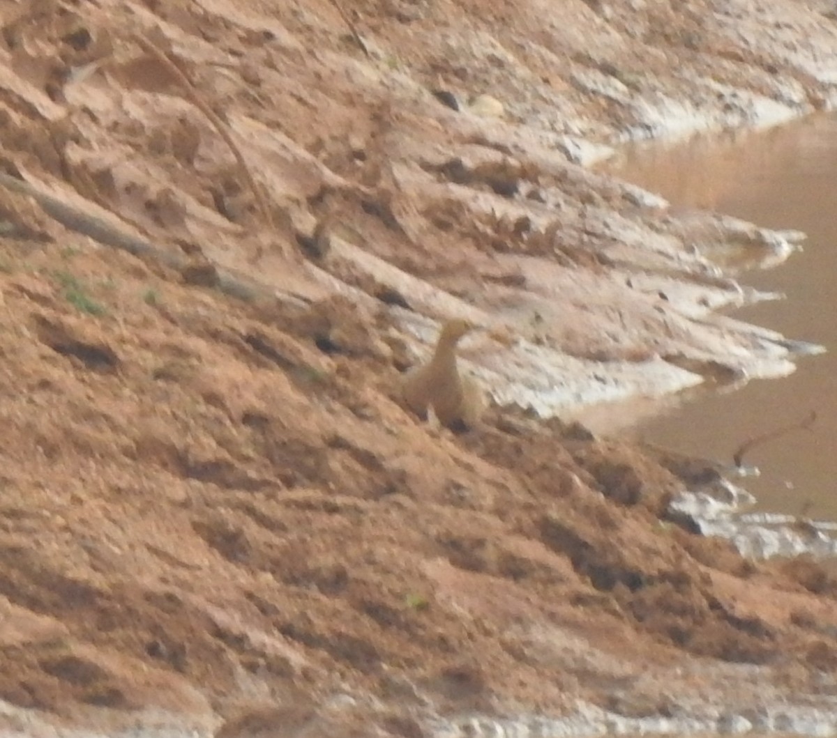 Chestnut-bellied Sandgrouse - Angeline Mano M